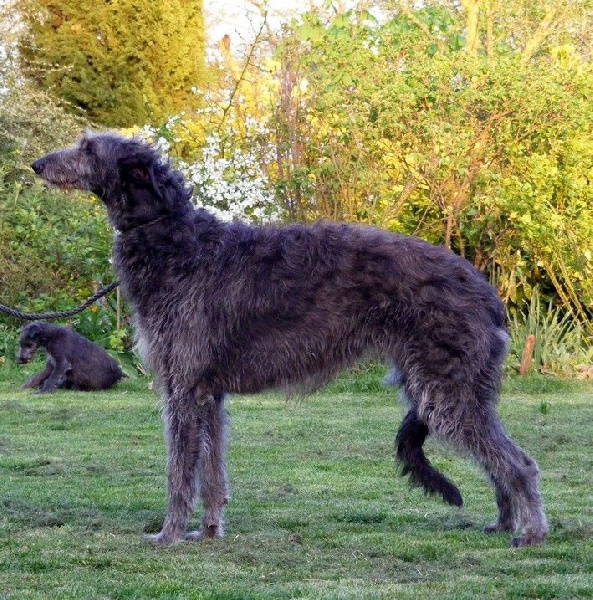 CH. Tpo. drolatina césarina du Triple Bois